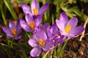 crocus