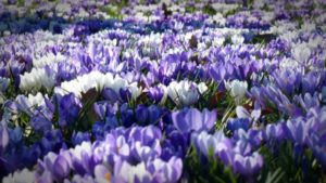 crocus in white, blue, and purple