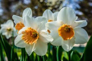 white and amber daffodils