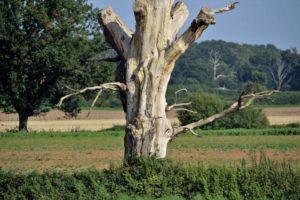 a snag, or dead tree