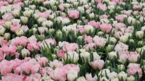 pink and white tulips