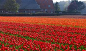 field of tulips