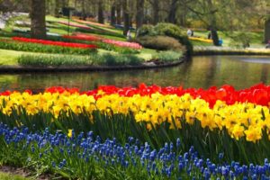 colorful tulips, daffodils, muscari