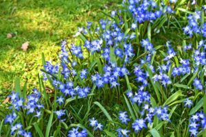 Chionodoxa, glory of the snow