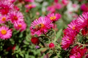 bee on pink aster flower, pollinators