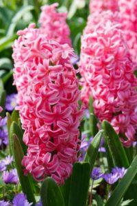 pink hyacinth