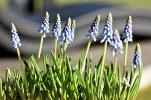 light blue muscari