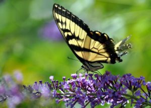 Swallowtail butterfly on butterfly bush, pollinators