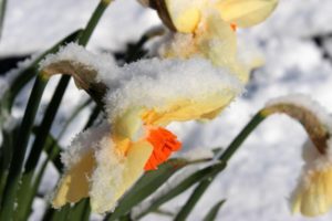 daffodils in snow
