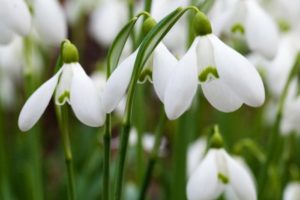  white snowdrops