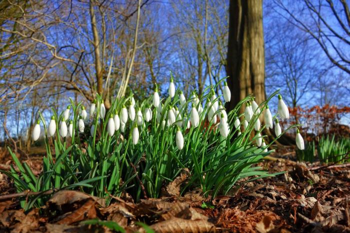 Galanthus in bloom