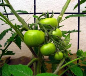 tomato plant on trellis