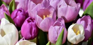 pink and purple tulips