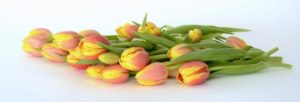 cut tulips