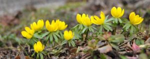 winter aconite, Eranthis