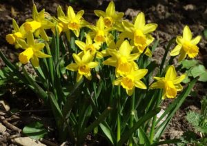 yellow daffodils