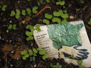 mustard seedlings