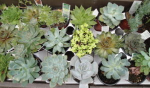 Assorted succulents