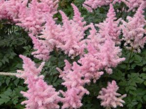 pink astilbe