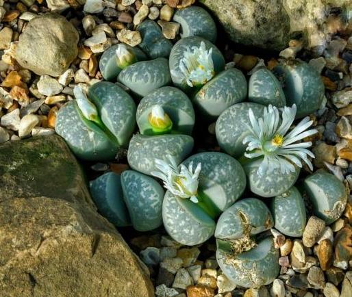 Lithops, succulents