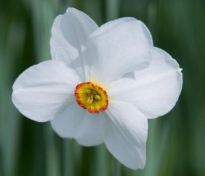 daffodil