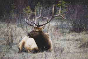 multi-pronged deer antlers