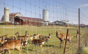 deer fenced out