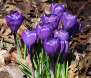 purple crocus