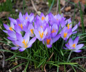 snow crocus