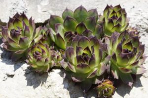 Hens and chicks, often chosen by trick-or-treaters