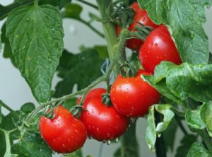 red tomatoes