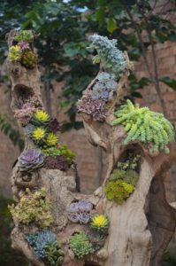 succulents planted in log