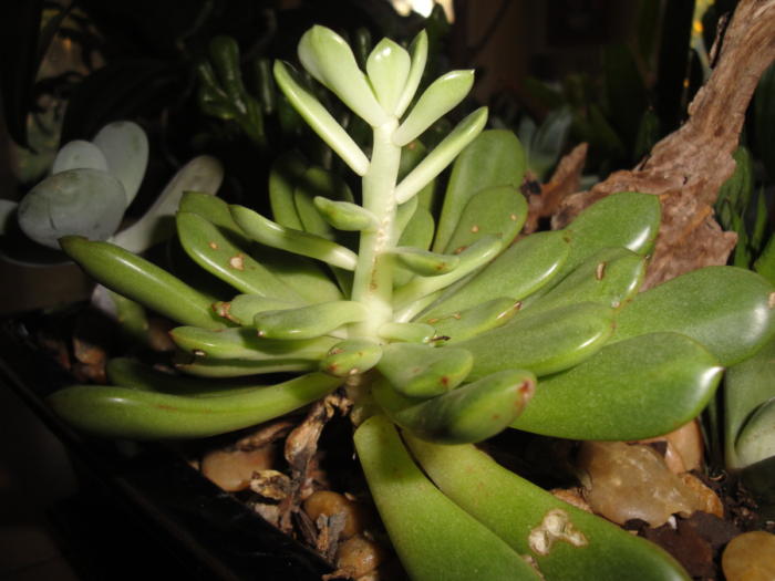 succulent stretching from lack of light