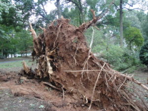 tree blown over