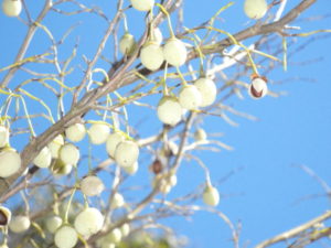 Japanese snowbell