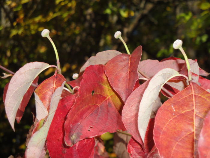 native trees, dogwood, red leaves, flower buds