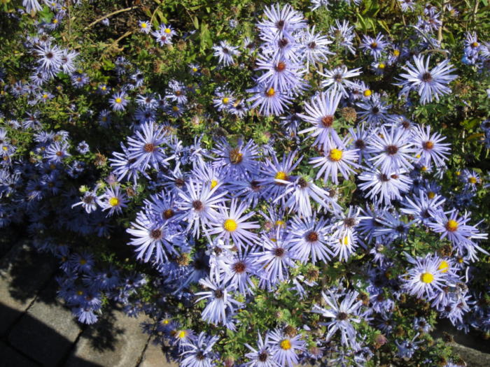 fall aster llfb