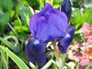 Reblooming iris at the Lake Lure Flowering Bridge.