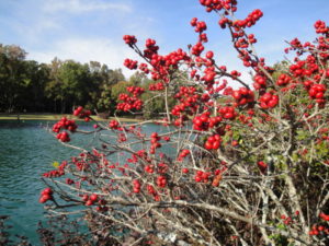 fall color in red berries of winterberry