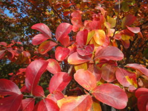 red fall color, crape myrtle