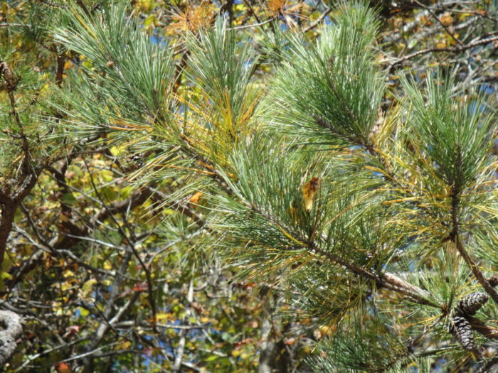 Pine Cones 150 Small Pinecones 3/4-1 1/4 Mini Black Spruce Pine Cones 10  oz 