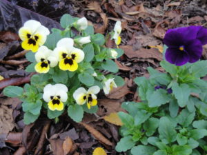 violas in the garden