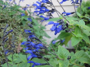 salvia black and bloom