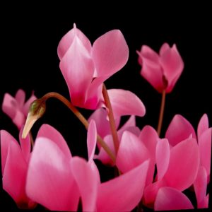 pink cyclamen