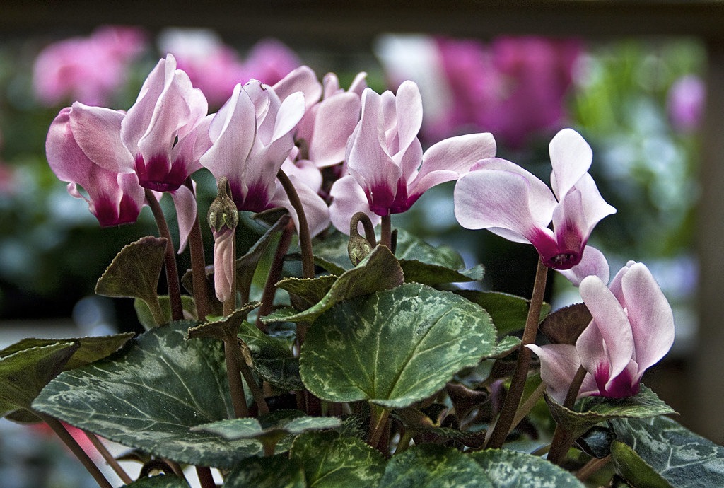 cyclamen photo