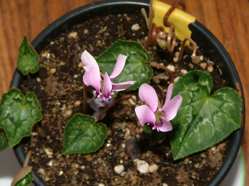 Cyclamen hederifolium photo