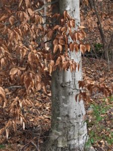 beech tree marcescence