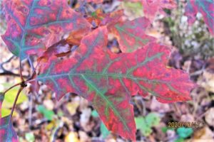 maple leaves, fall color