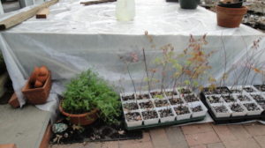 cold frame for cool season vegetables