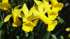 yellow daffodils